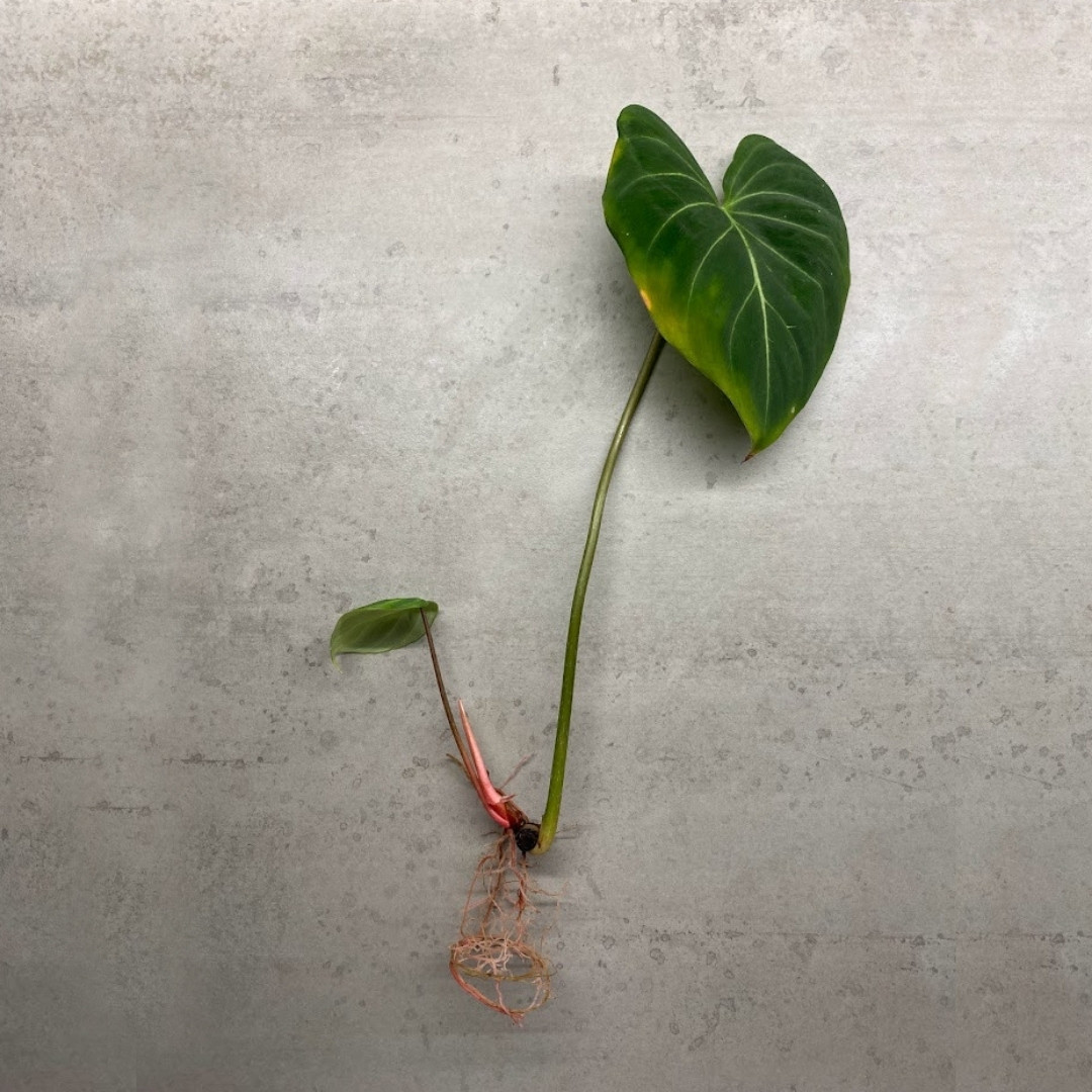 How To Root A Philodendron
