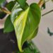 Is Philodendron Poisonous To Dogs