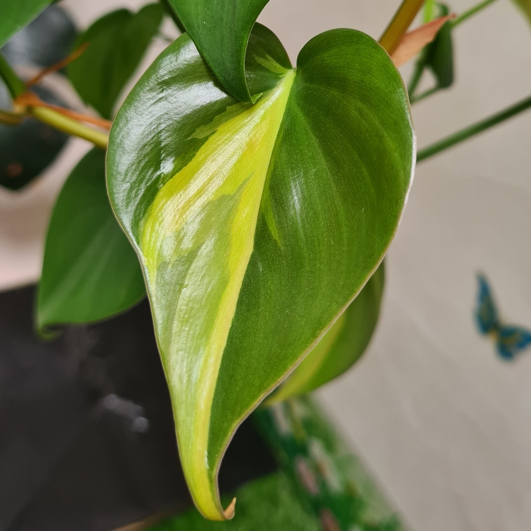 Is Philodendron Poisonous To Dogs