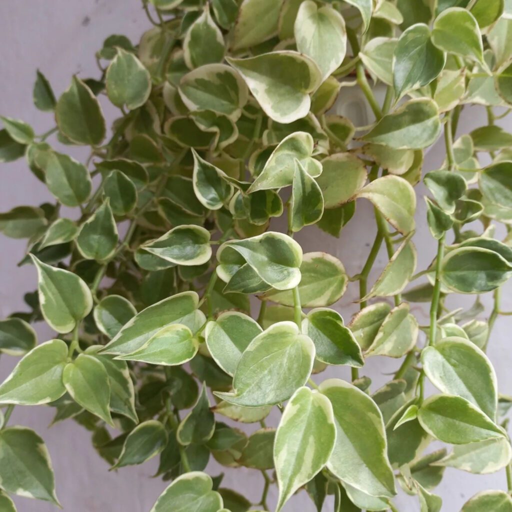 Peperomia Scandens