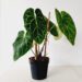 Anthurium Plant Care FAQ