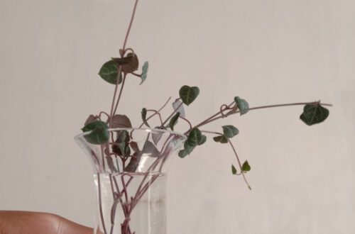 How To Propagate String Of Hearts
