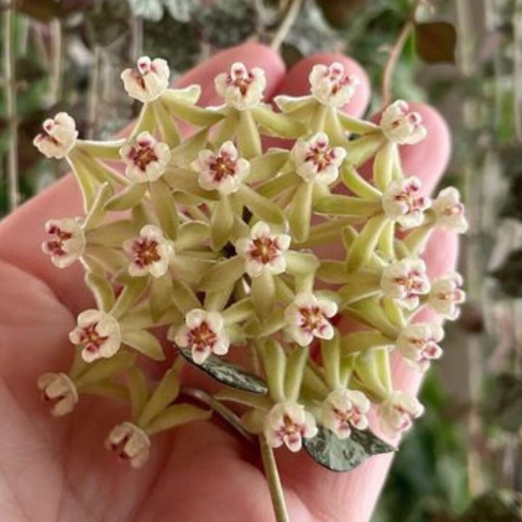 Hoya Curtisii Flower