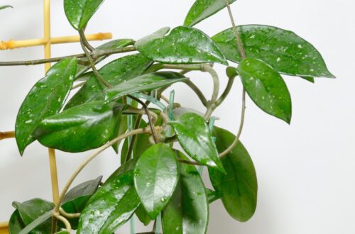 Hoya Plant Care FAQ