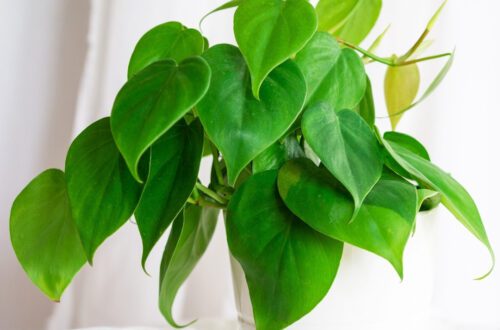 Philodendron Plant Care FAQ