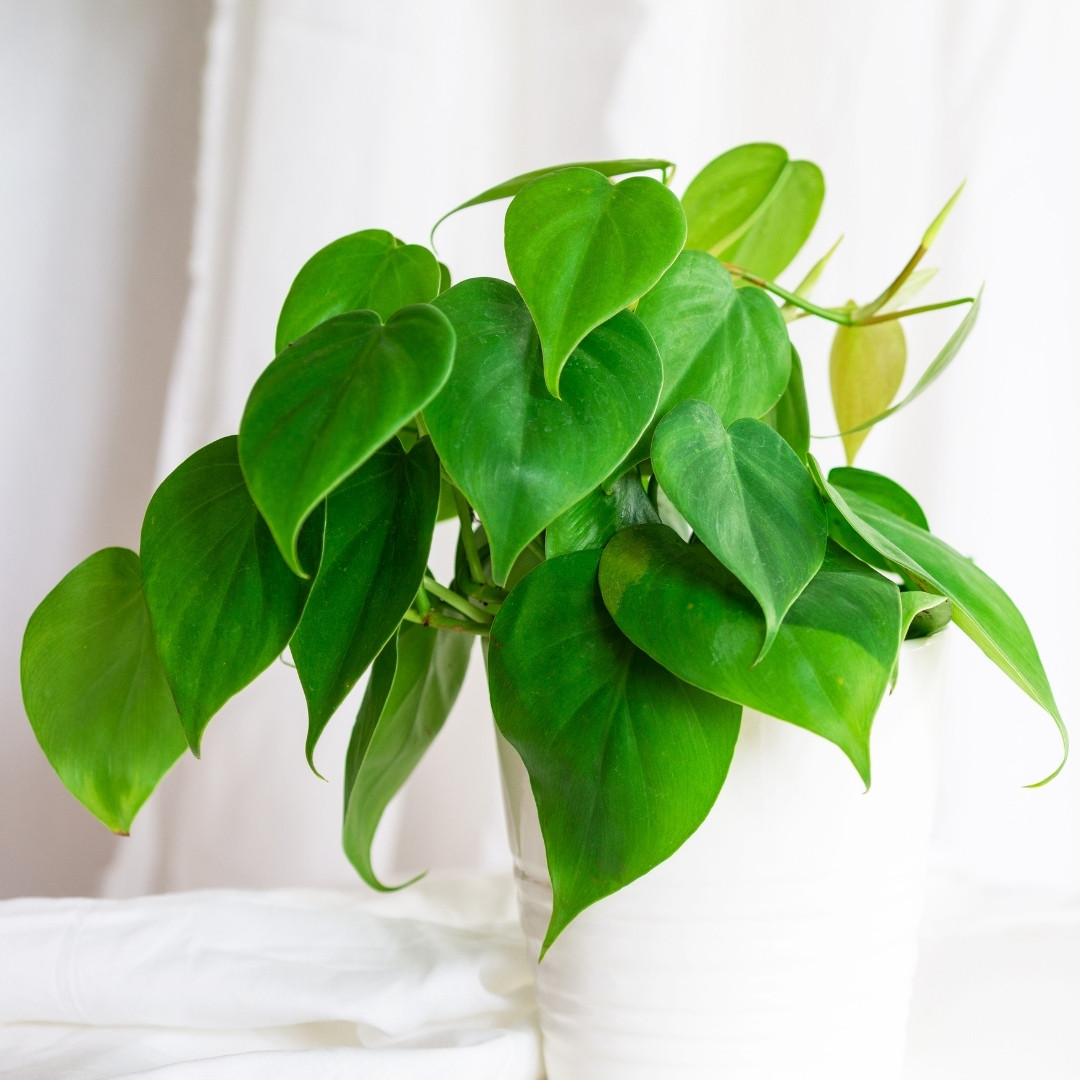 Philodendron Plant Care FAQ
