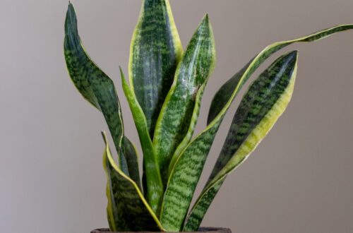 Snake Plant Propagation In Water