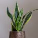 Snake Plant Propagation In Water