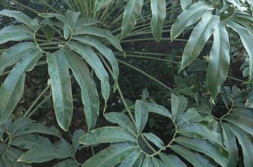 Philodendron Goeldii