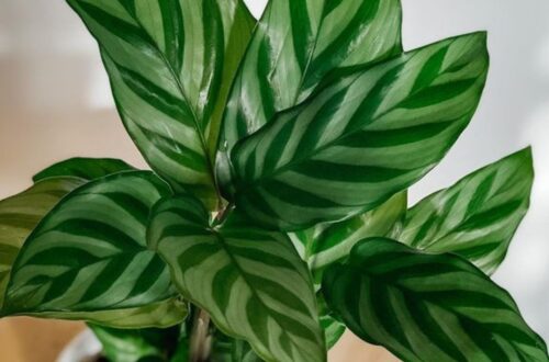 Calathea Musaica - Plant Care Tips - Teak And Terracotta