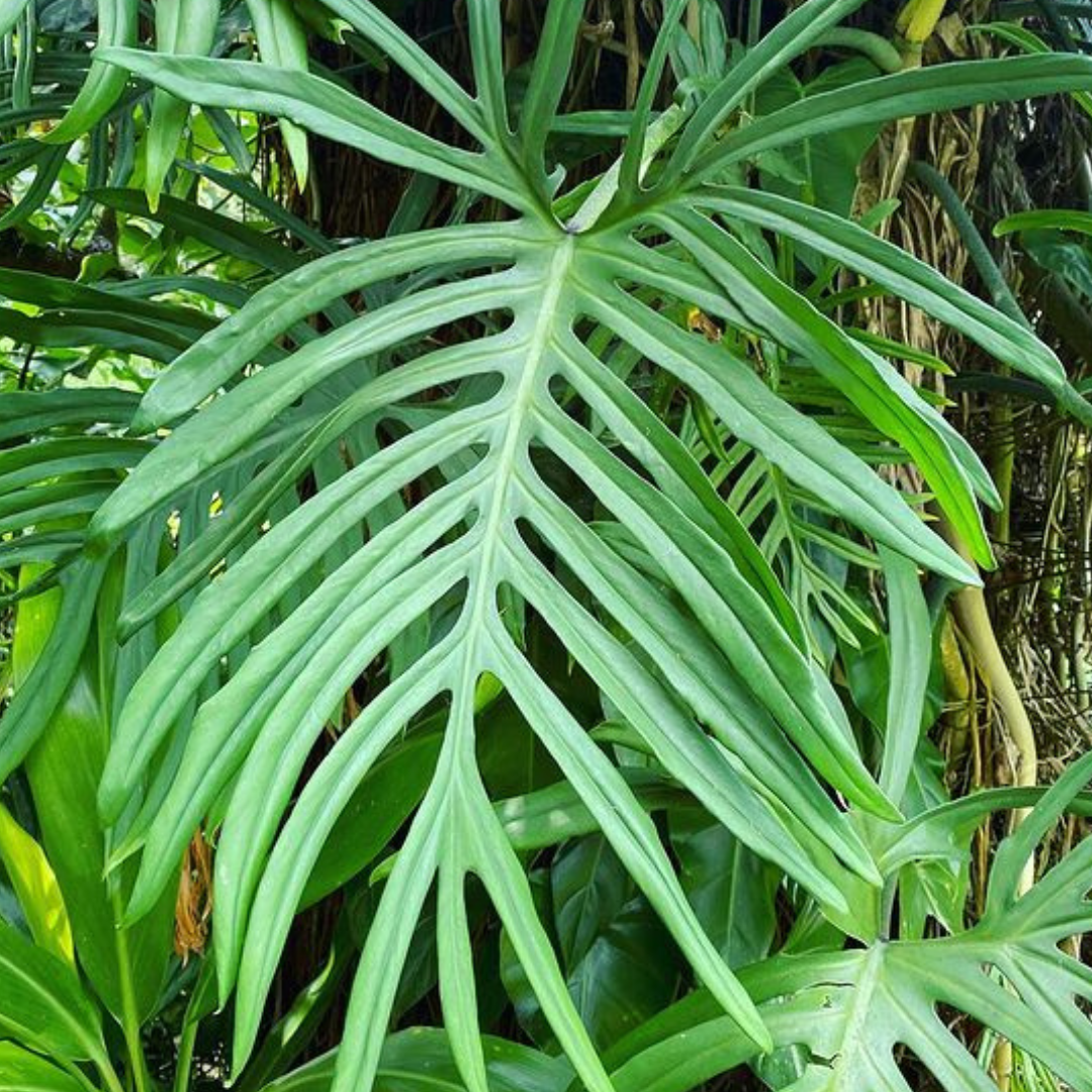 Philodendron Elegans