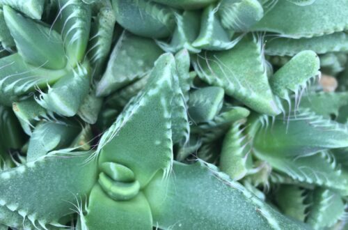 Tigers Jaw Succulent