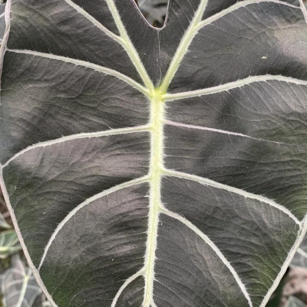 Alocasia Longiloba - close up of leaf