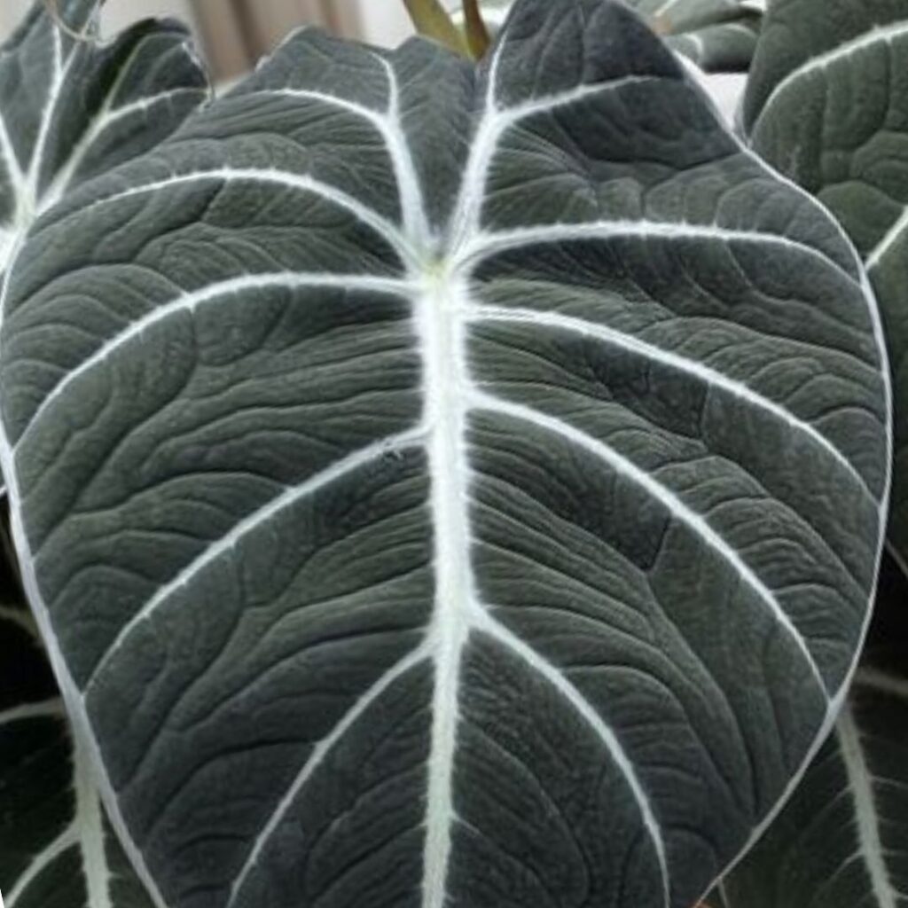 Alocasia Reginula - leaf detail