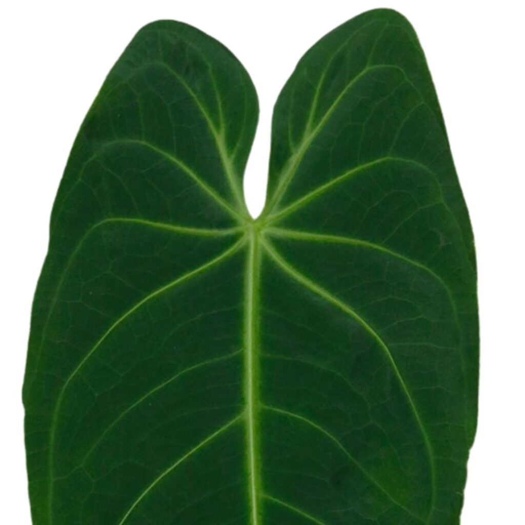 Anthurium Metallicum - leaf detail