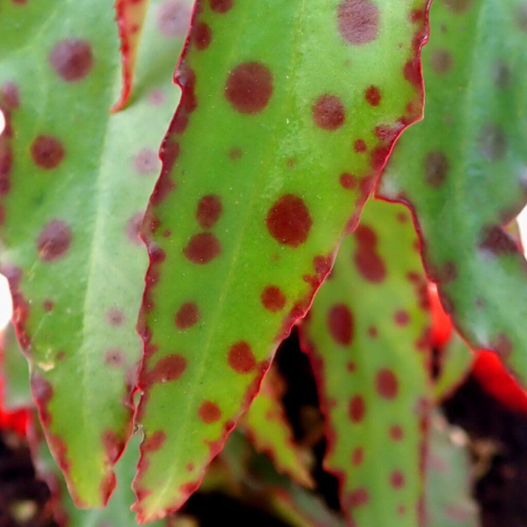 Begonia Amphioxus leaf close up