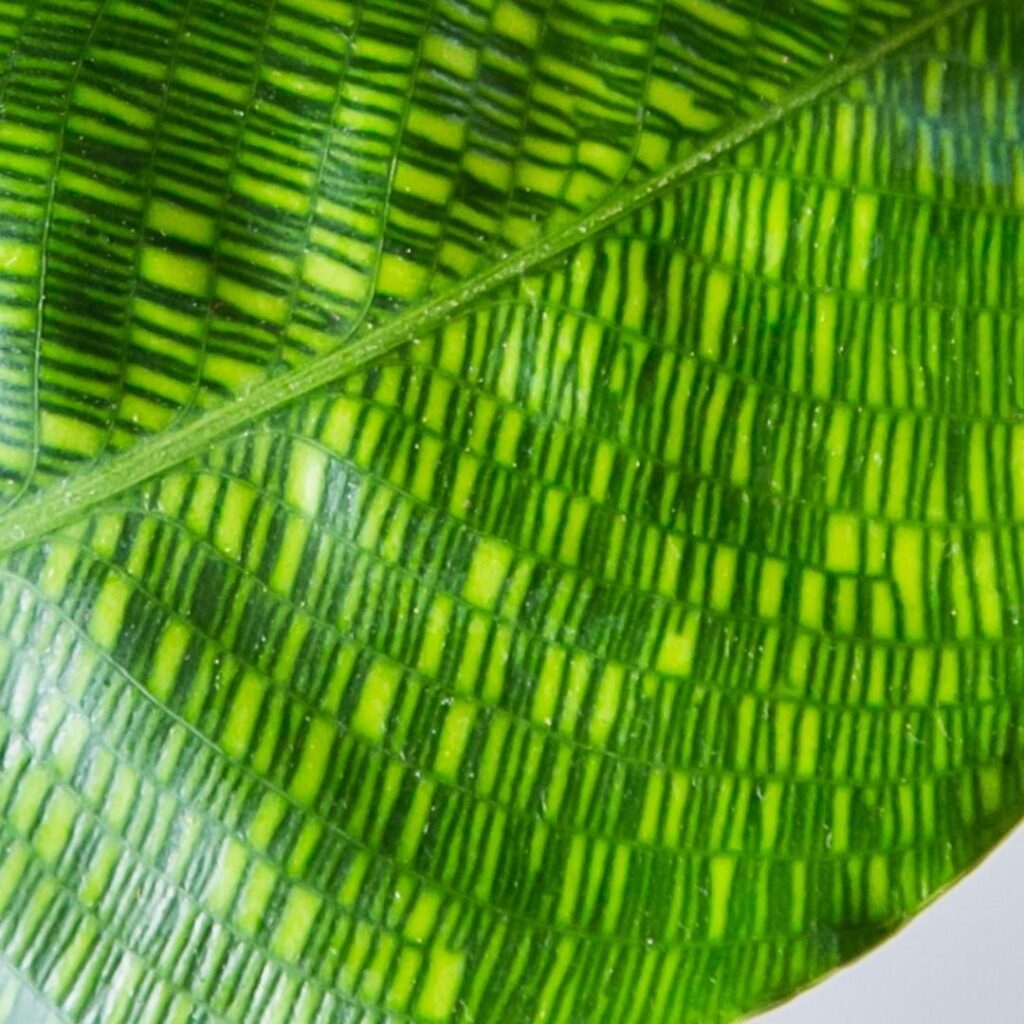 Calathea Musaica - close up of leaf pattern
