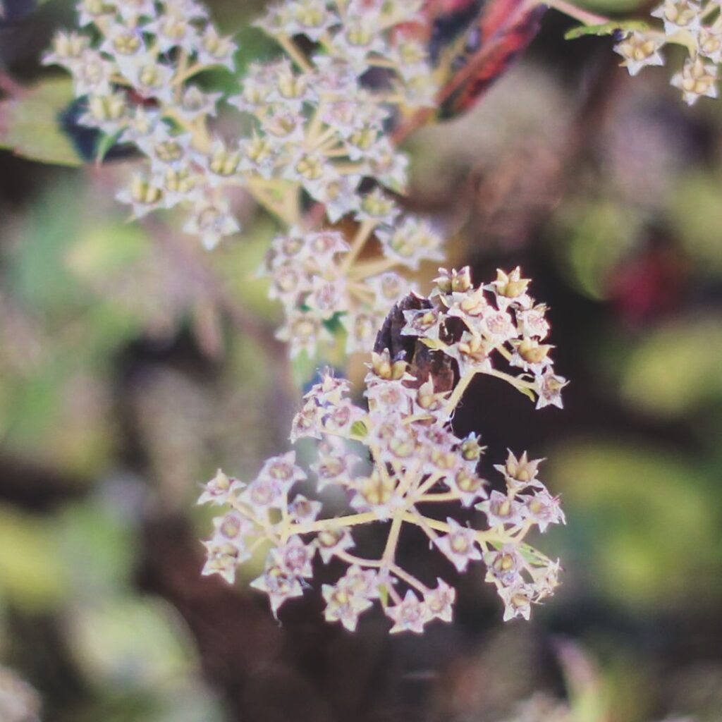 Blooms of the Hoya Gracilis (Hoya Memoria)