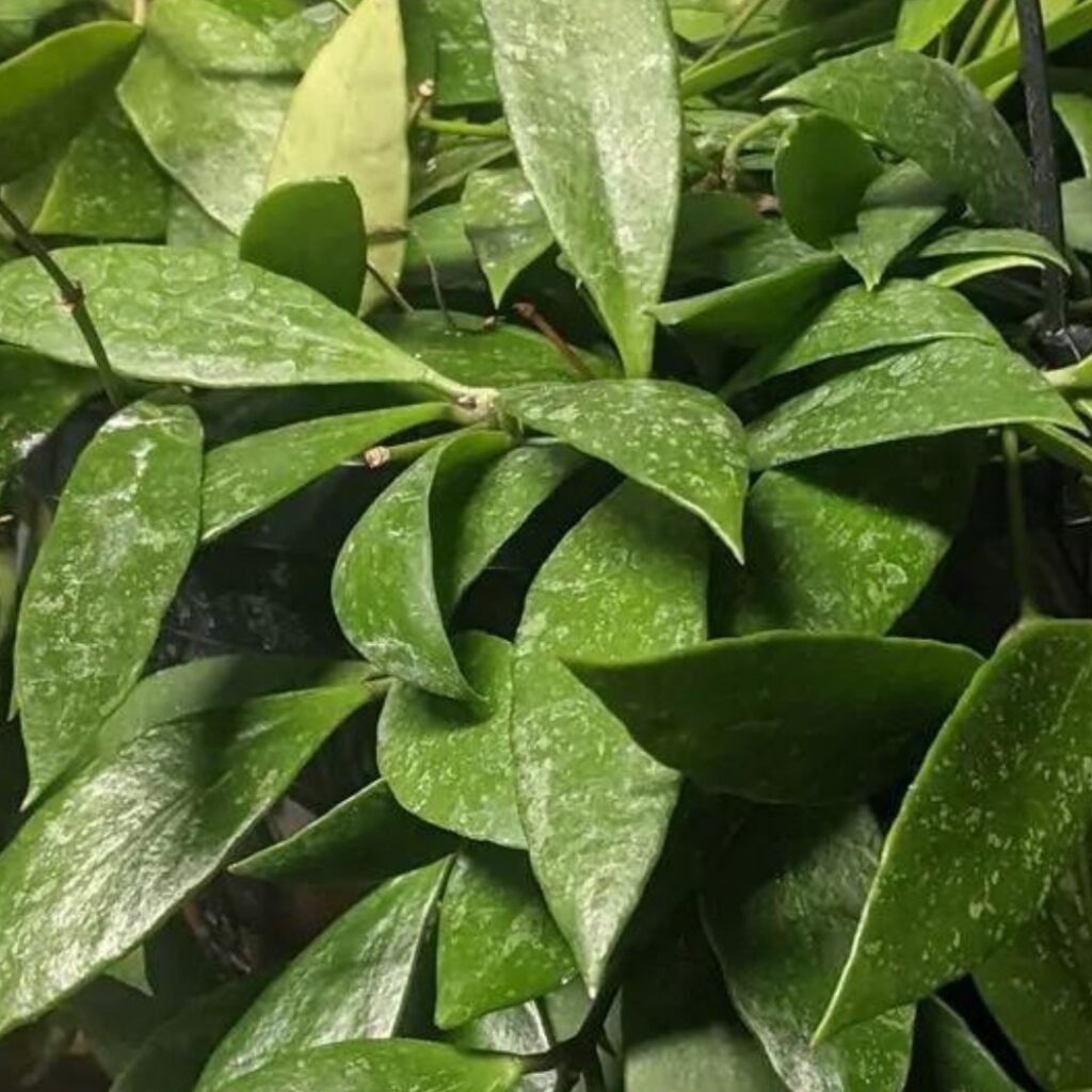 Hoya Gracilis (Hoya Memoria) close up
