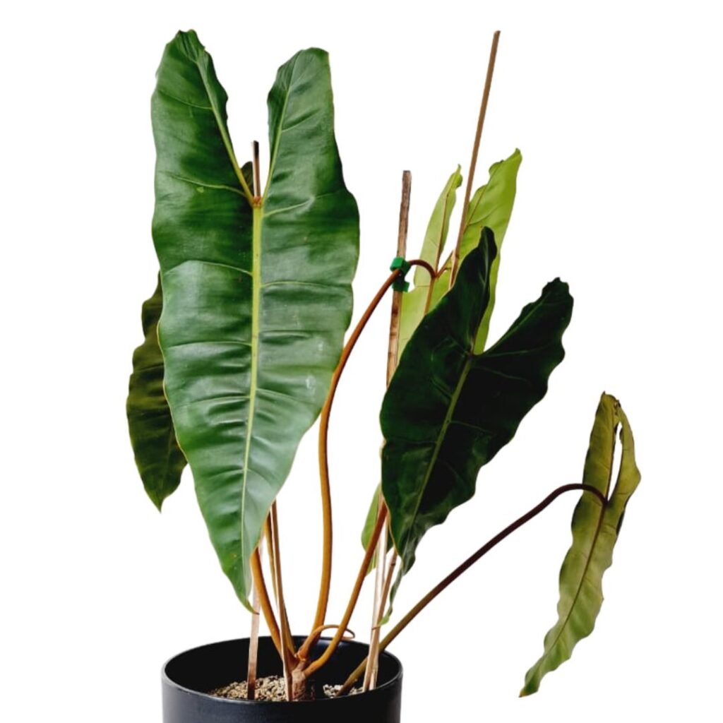 Philodendron Billietiae, staked upright