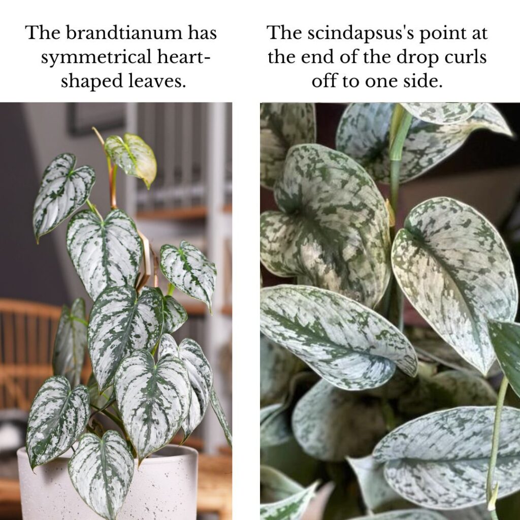 Philodendron Brandtianum Vs Scindapsus