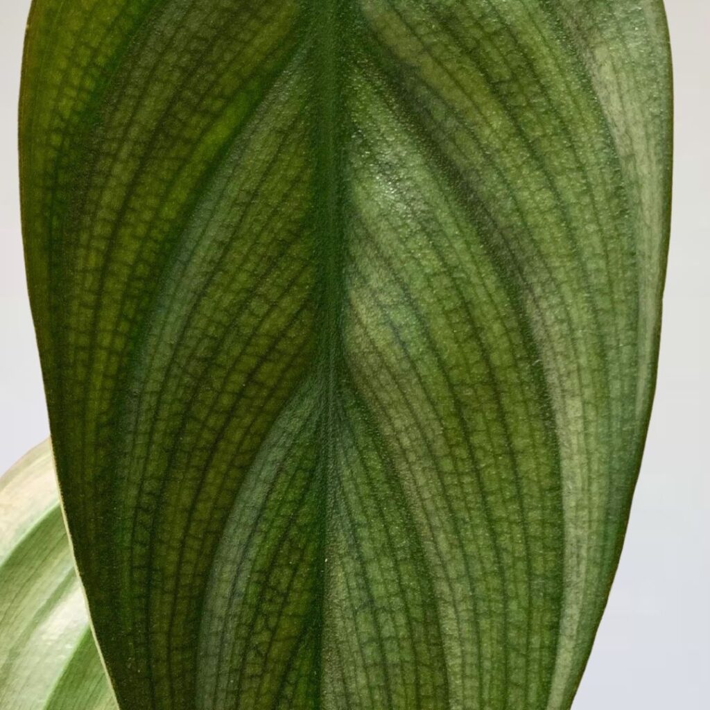 Philodendron Burle Marx Fantasy - leaf close up