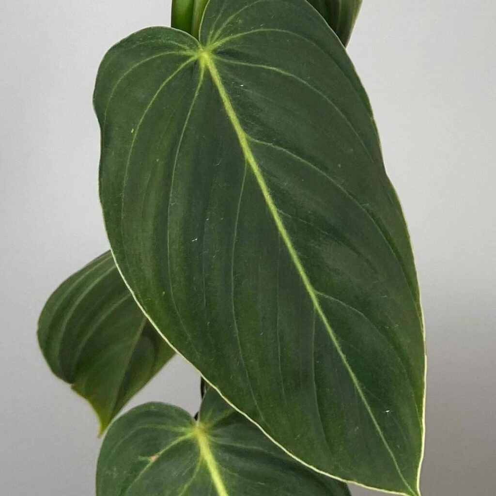 Philodendron gigas leaf