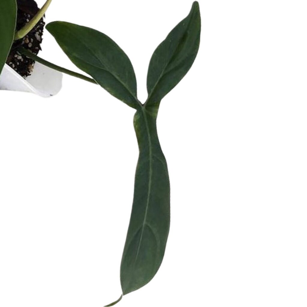 Philodendron Joepii leaf