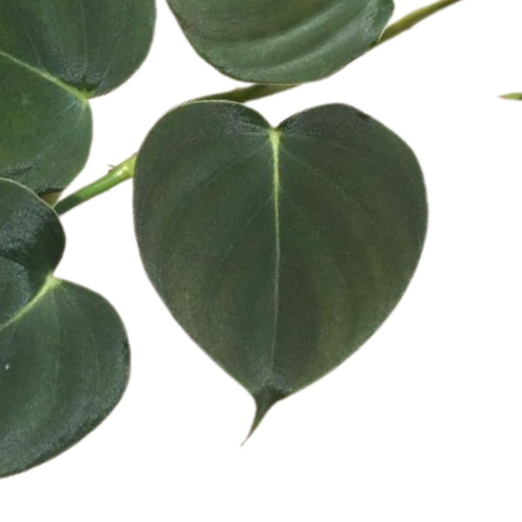 Philodendron Lupinum close up