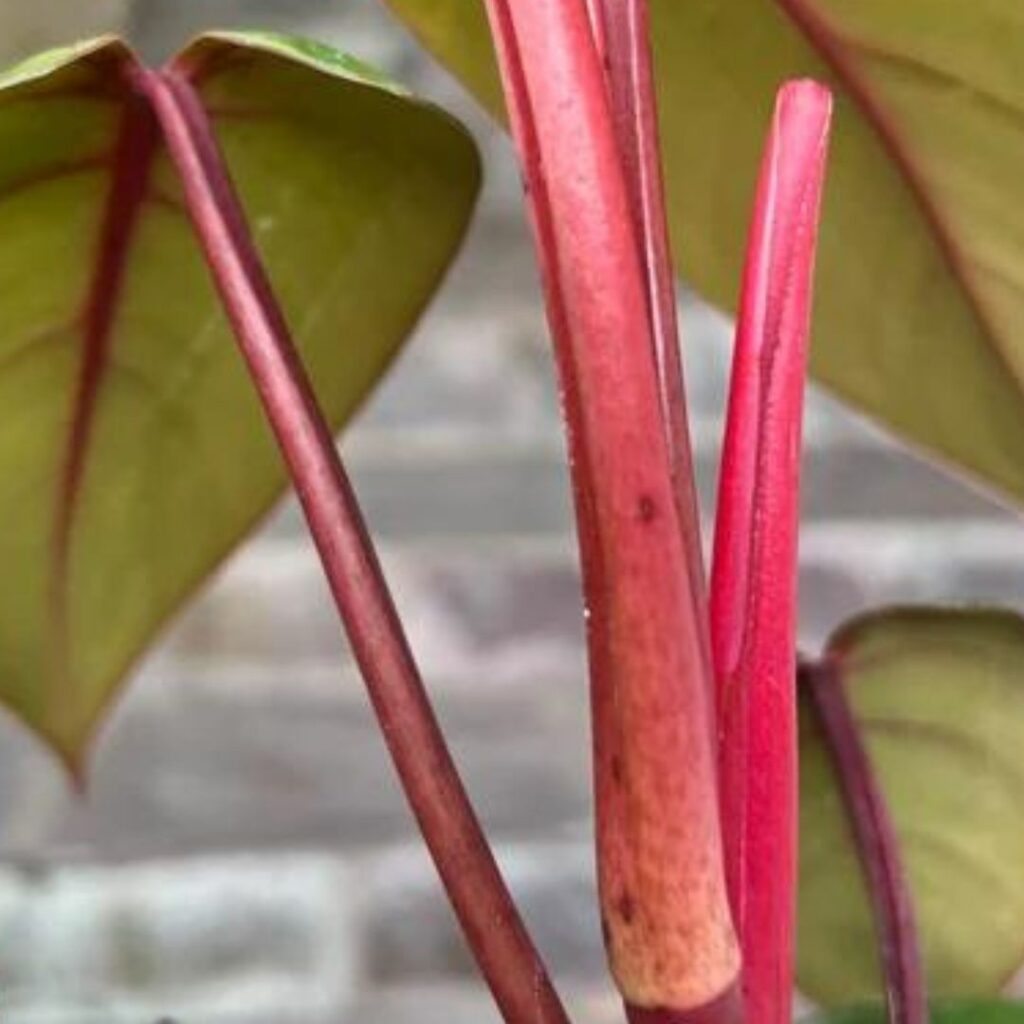 Philodendron Red Emerald close up