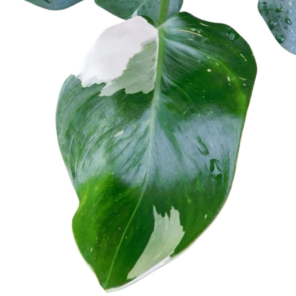 Philodendron White Wizard - leaf close up