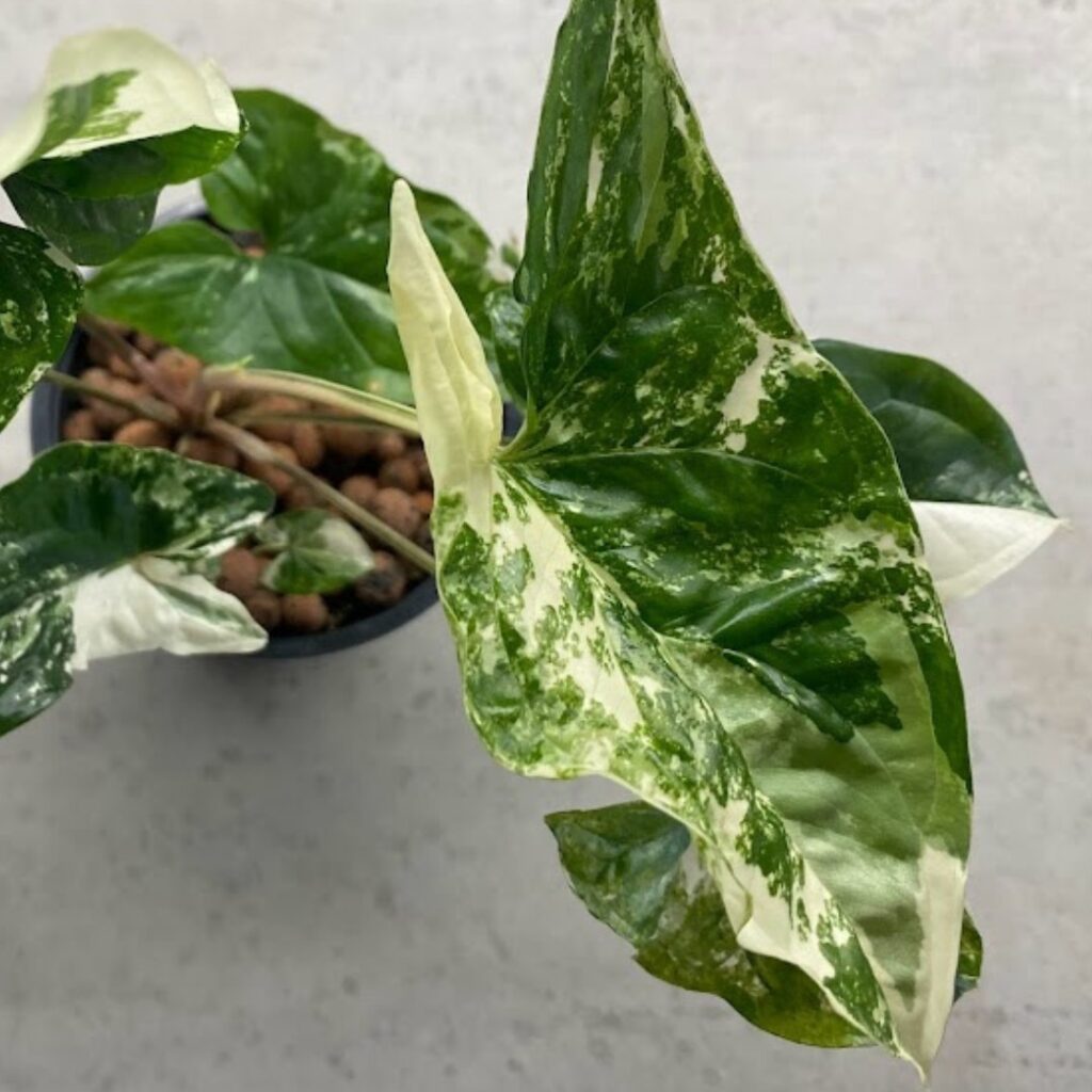 A picture of my variegated syngonium albo.