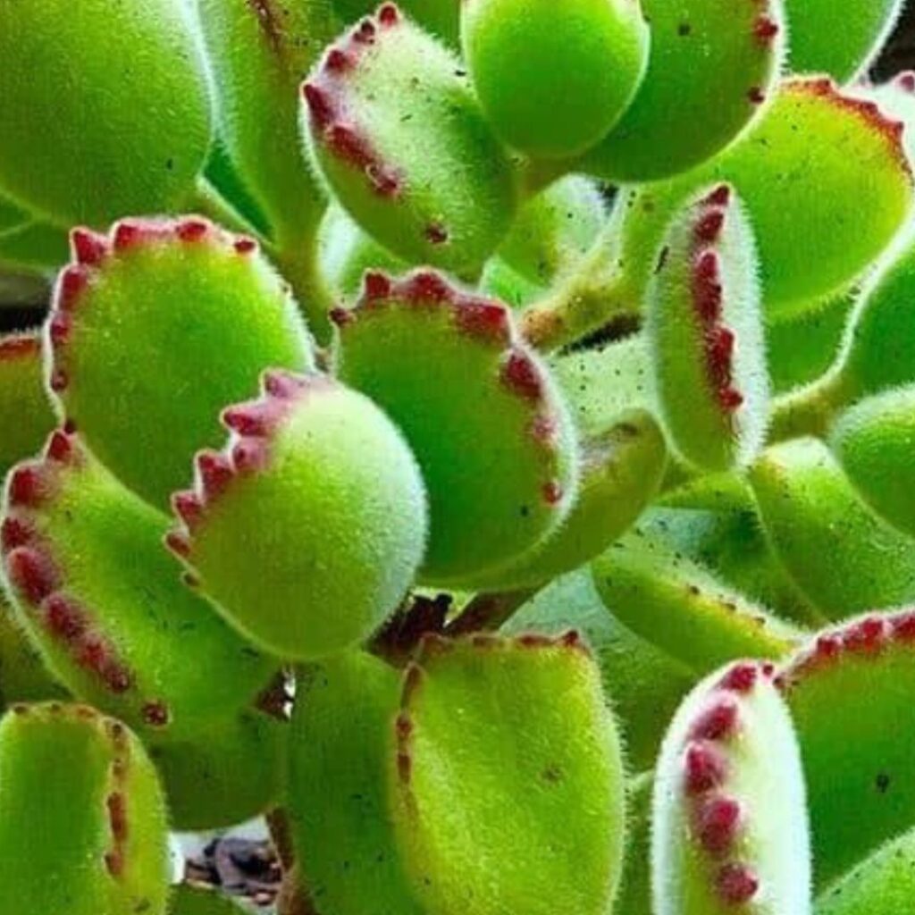 bear paw cactus - close up