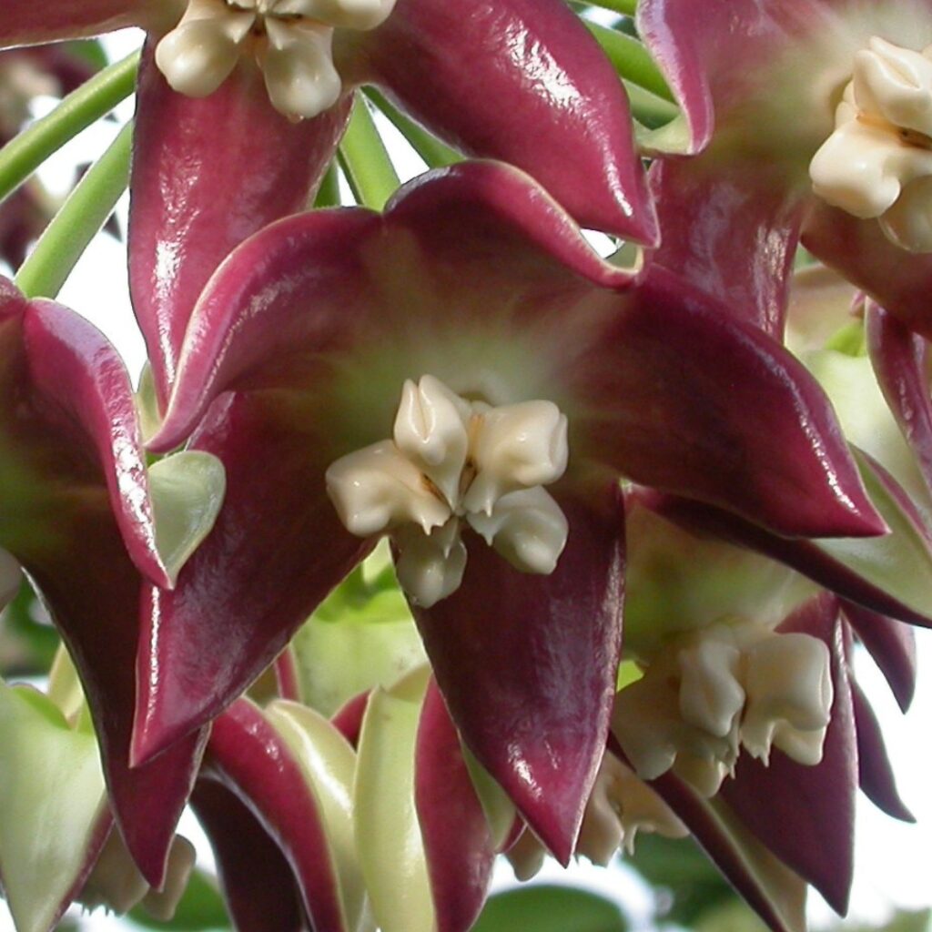 hoya imperialis flower