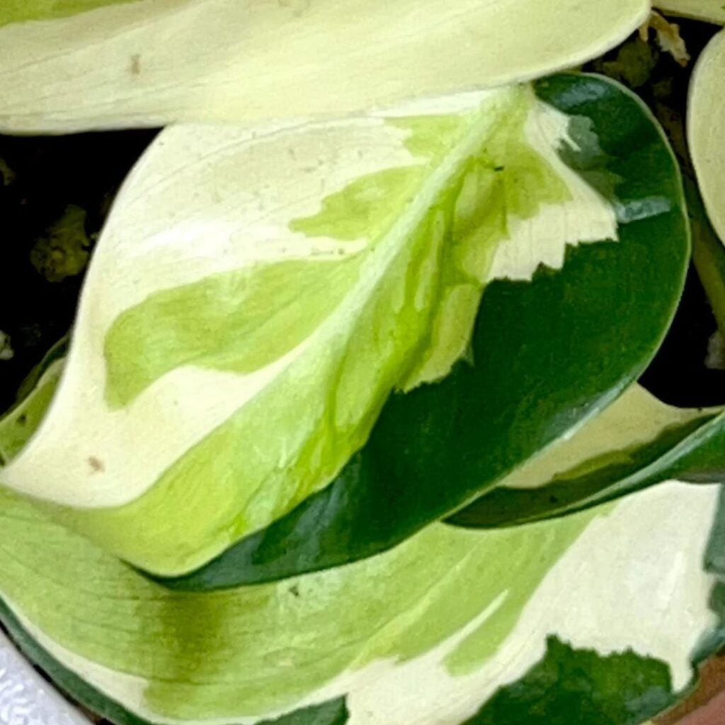 philodendron gabby - close up of variegation