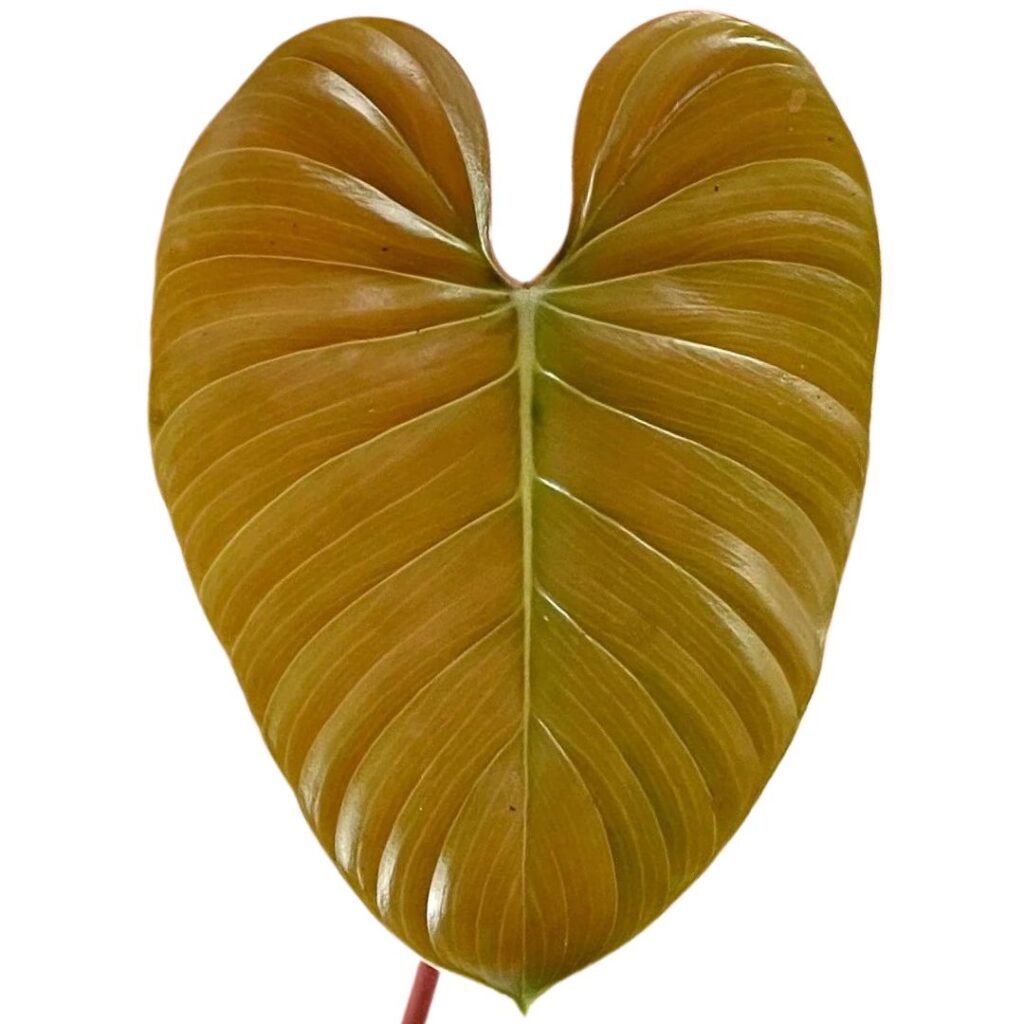 philodendron lynamii new leaf 