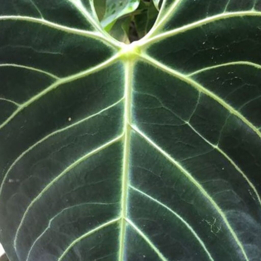 Anthurium Regal care - close up of leaf