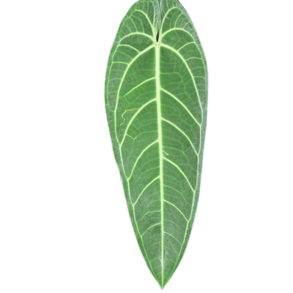 Anthurium Warocqueanum - leaf detail