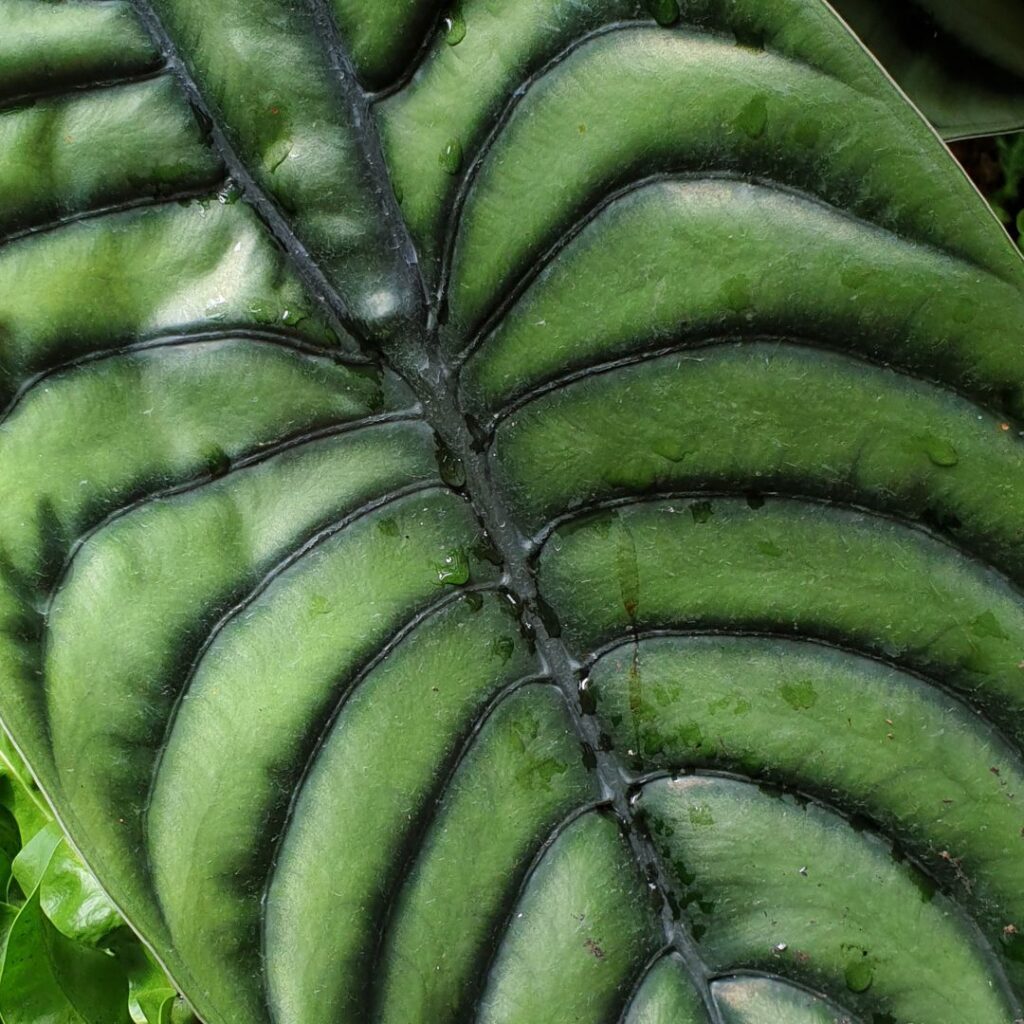 Green Alocasia Cuprea - close up