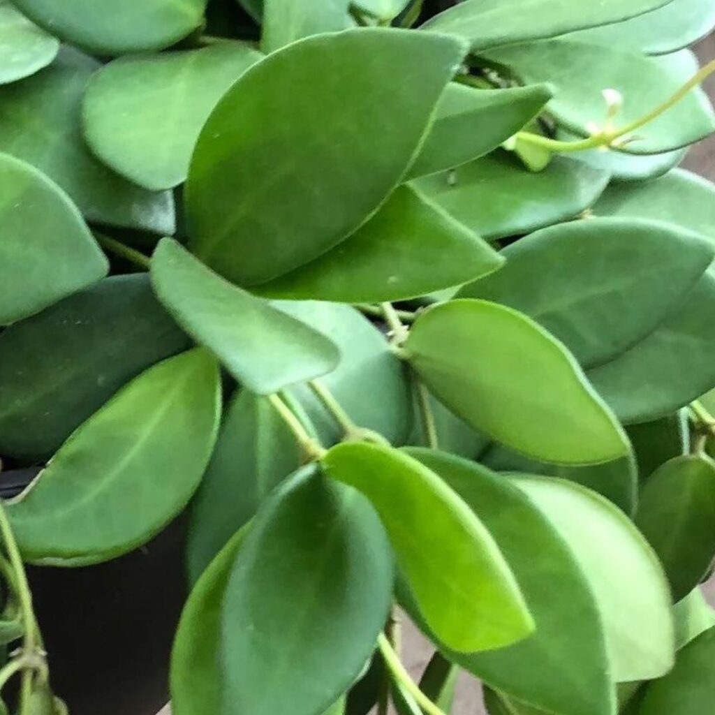 Hoya Bilobata care - close up of plant