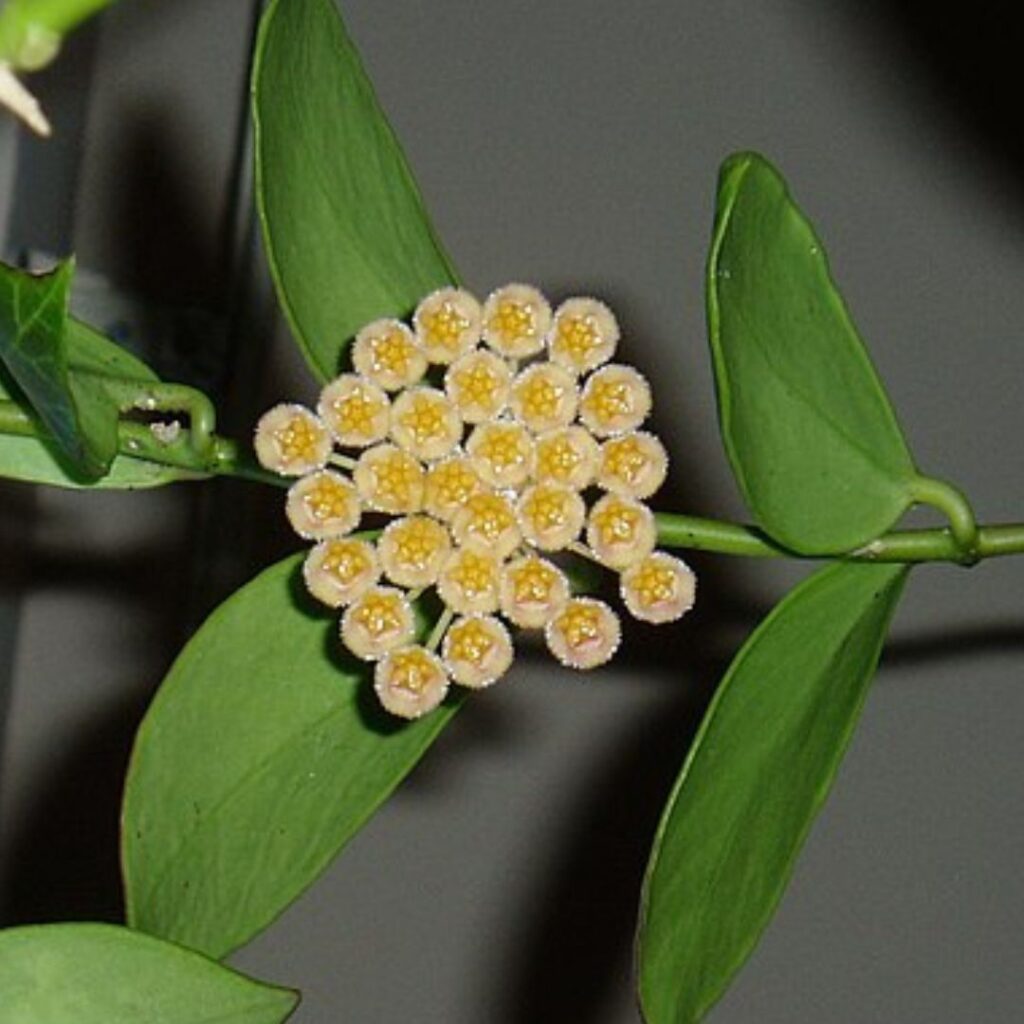 Hoya Obscura - flowers close up