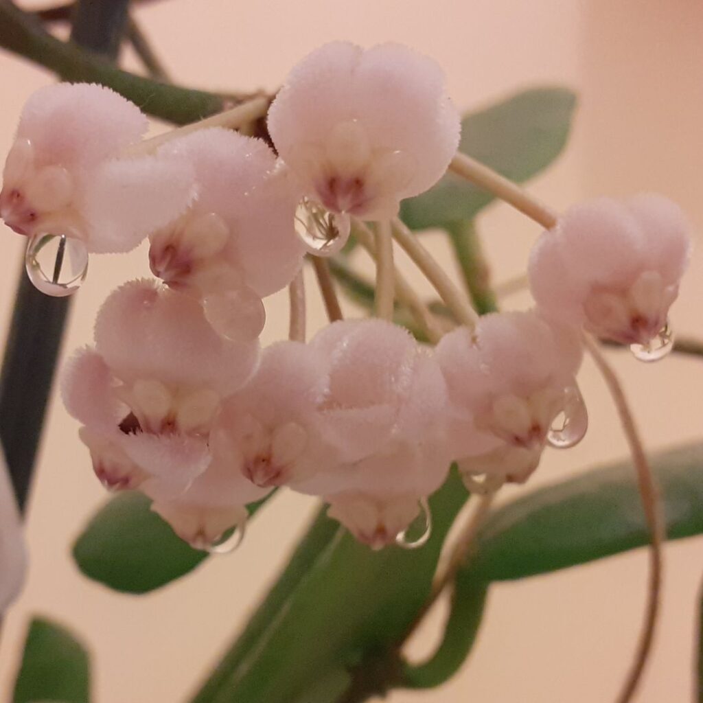 Hoya Rotundiflora - close up of flower