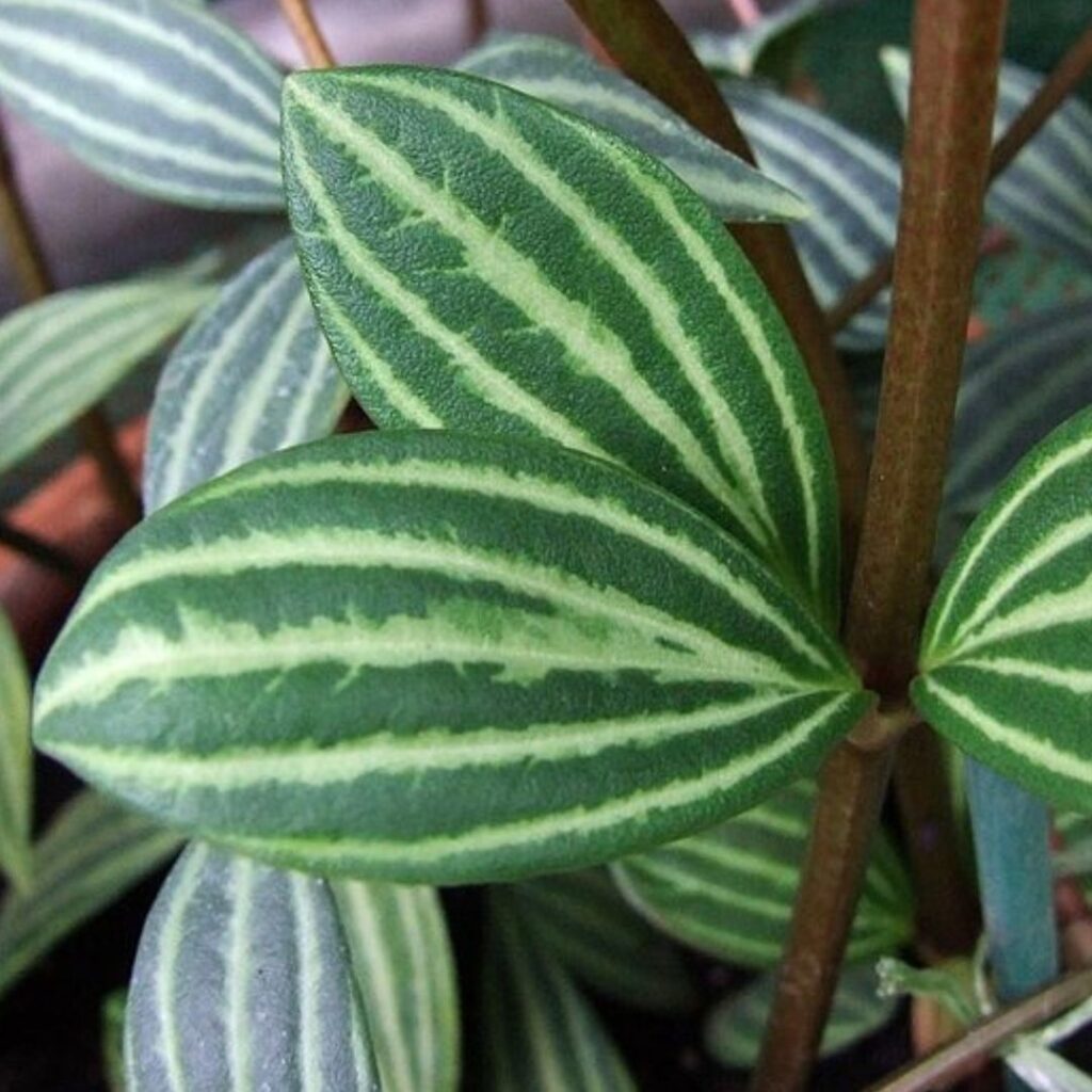 Peperomia Tetragona - leaf close up