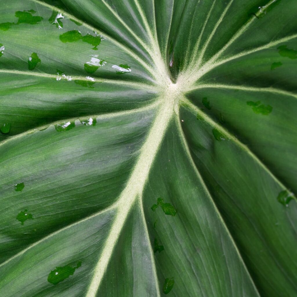 Philodendron McDowell - close up