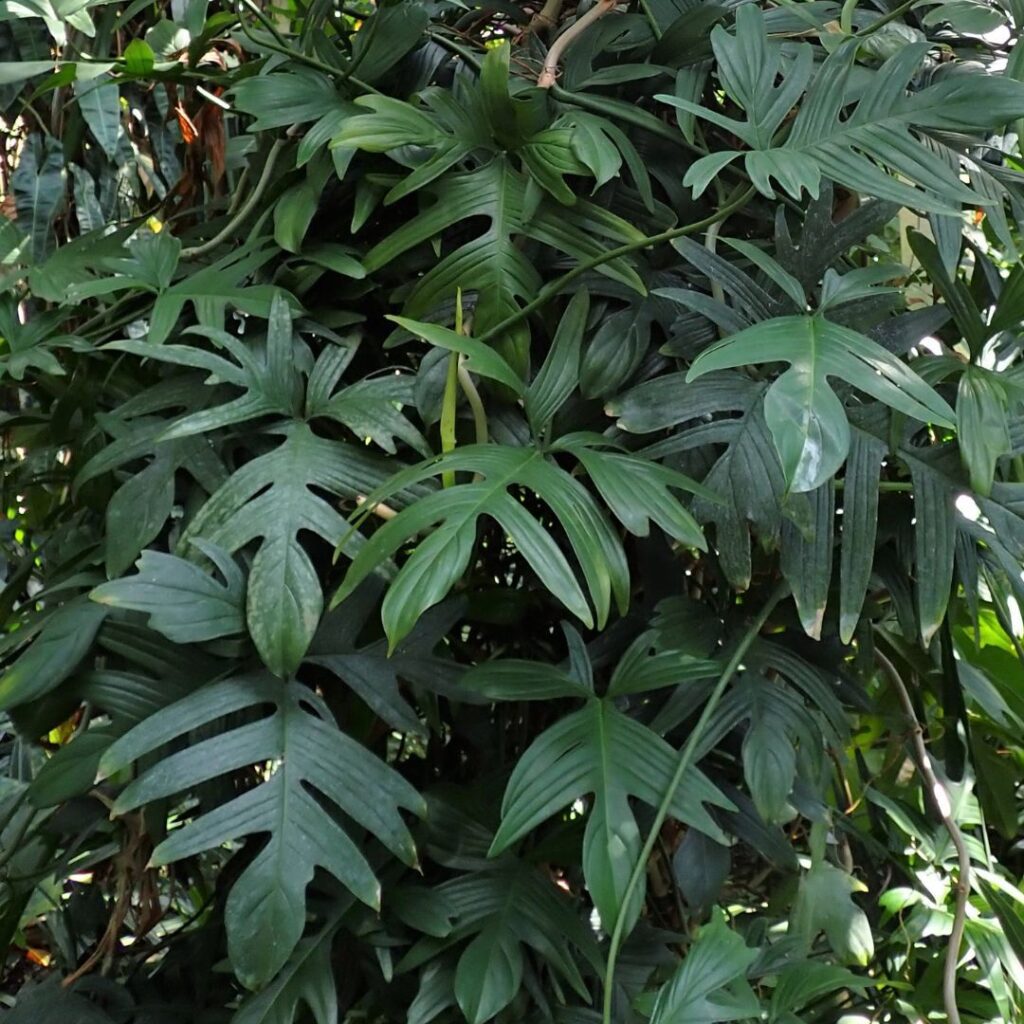 Philodendron Pedatum in the wild