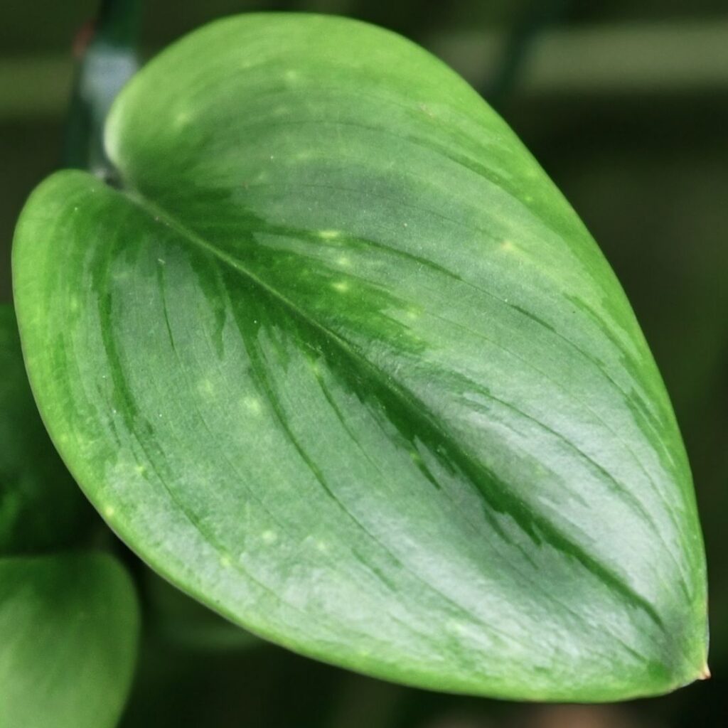Scindapsus Treubii Moonlight - close up of leaf