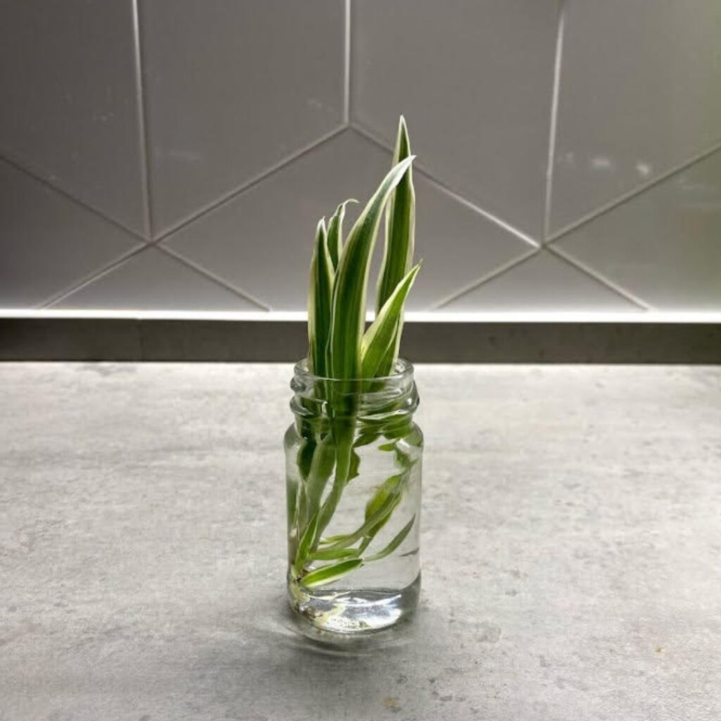 Spider plant cutting in water