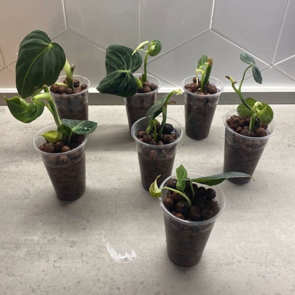 Philodendron melanochrysum propagations in leca