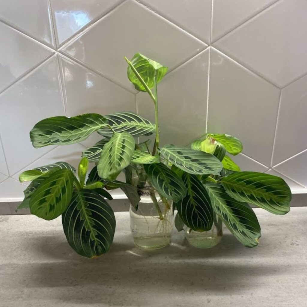 Maranta lemon and lime cuttings that have been rooting in water for about a month