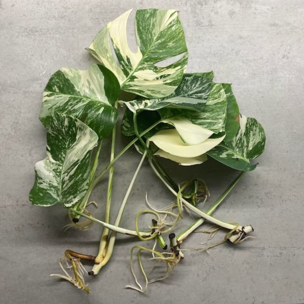 Monstera albo cuttings that have rooted in watter. 